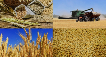 Бизнес по выращиванию пшеницы