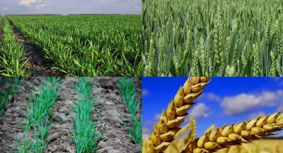 Посев озимой пшеницы