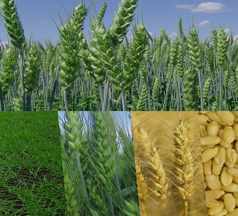 Характеристика сортов пшеницы
