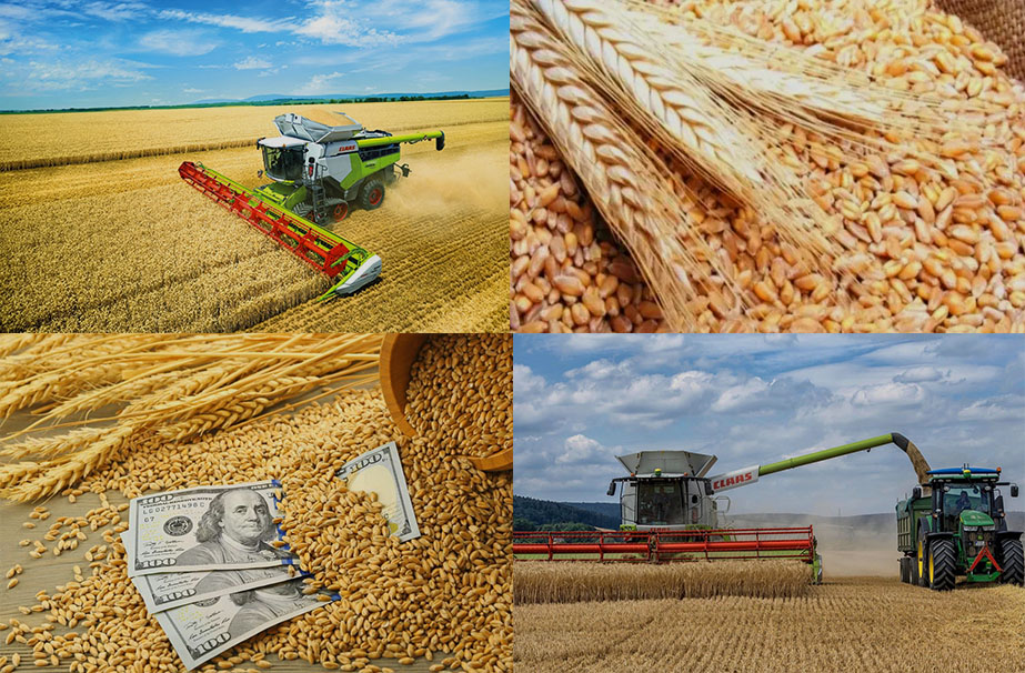 бизнес по выращиванию зерновых